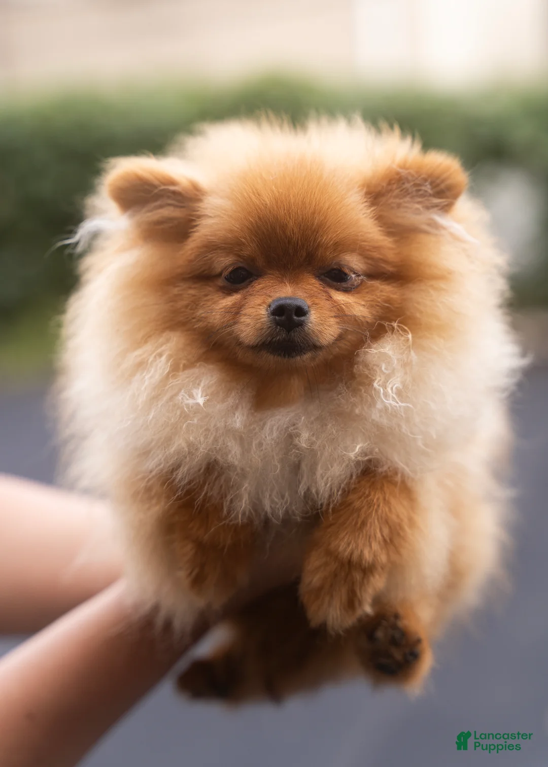 Pomeranian dogs for sale: Ana Nova - Ad 1