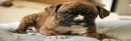 Boxer dogs for sale: Jones - Ad 5