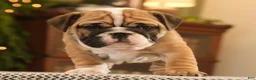 English Bulldog dogs for sale: Brandi - Ad 6