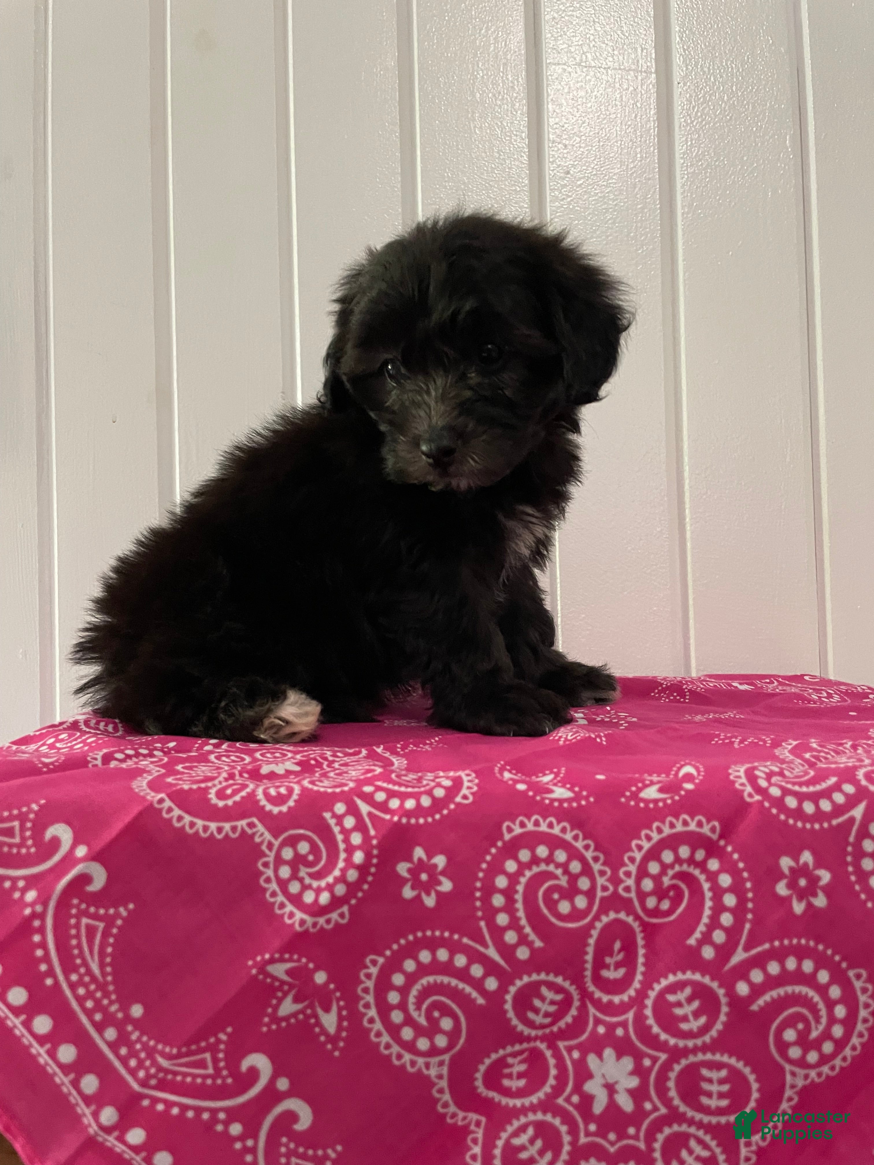 Maltipoo dogs Luna - Ad 1
