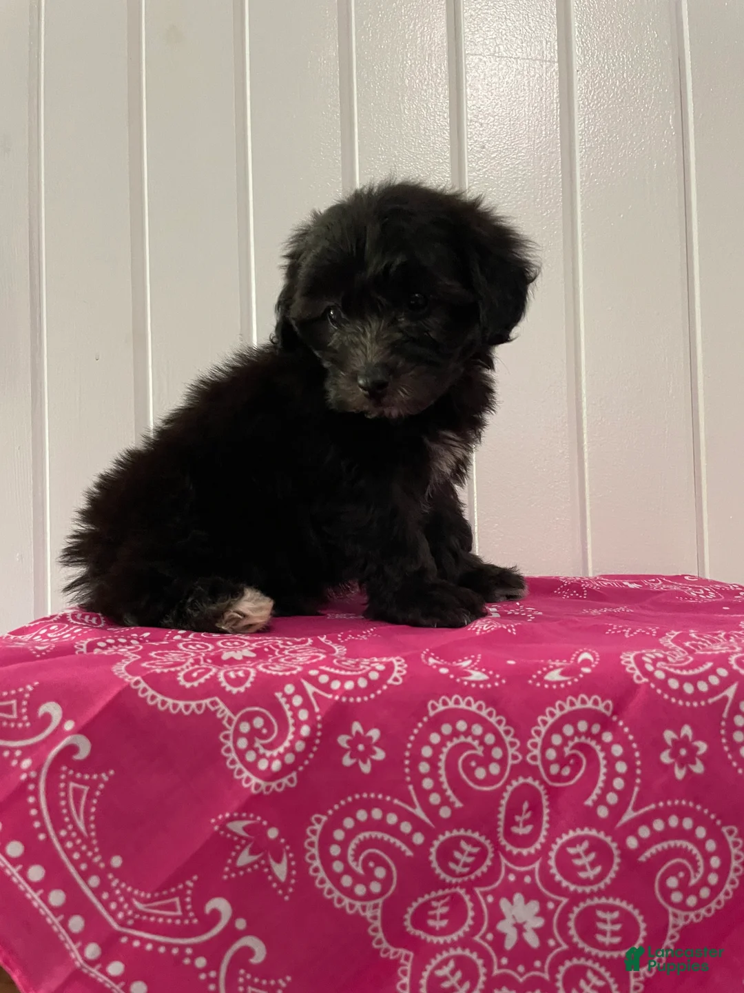 Maltipoo dogs for sale: Luna - Ad 1