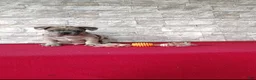 Mixed Breed dogs for sale: Baxter - Ad 1