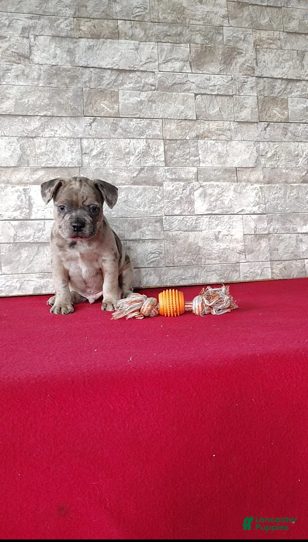 Mixed Breed dogs for sale: Baxter - Ad 1
