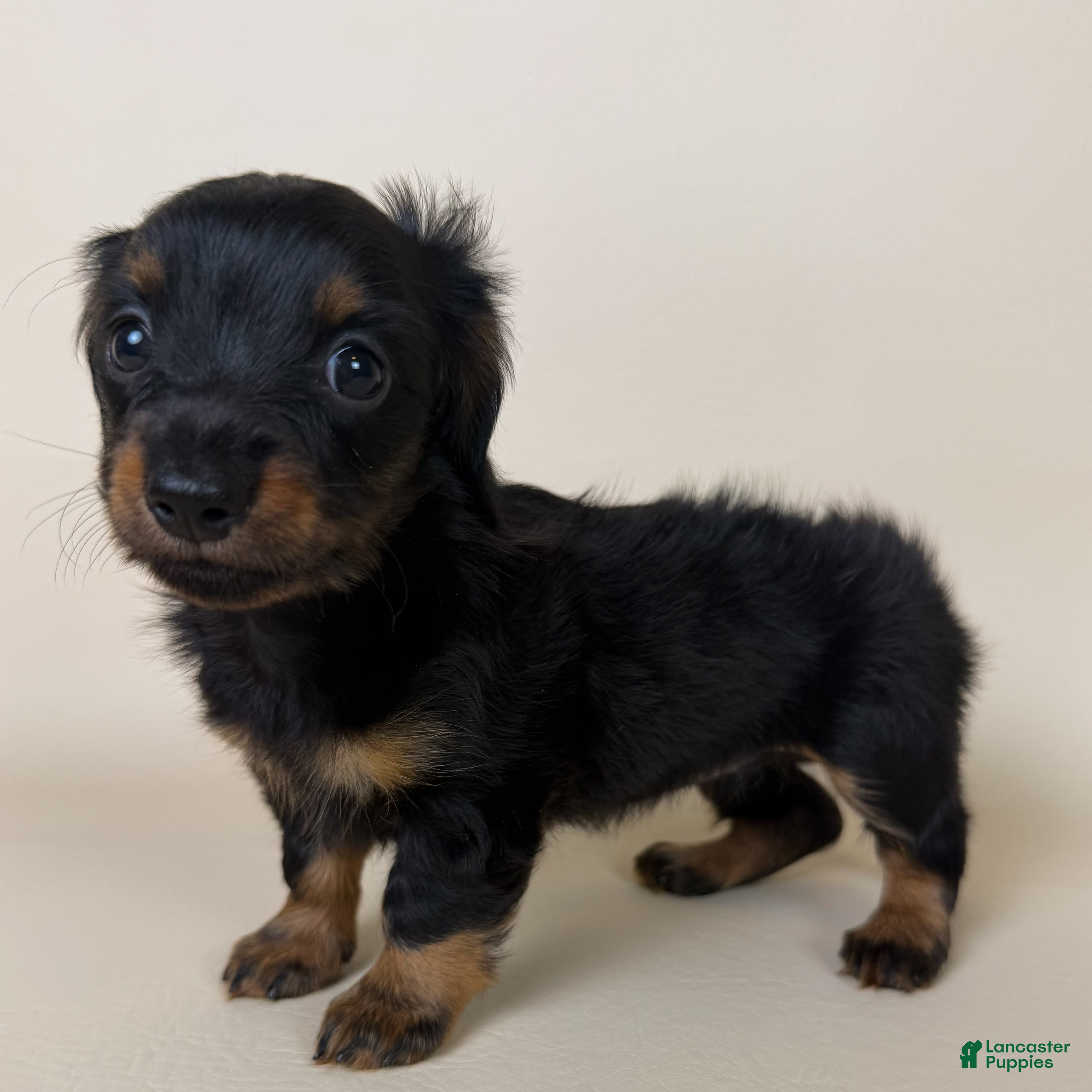 Miniature Dachshund dogs Dolly  - Ad 1