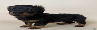 Dolly 