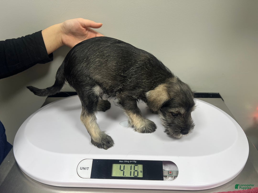 Miniature Schnauzer dogs for sale: Tom  - Ad 6