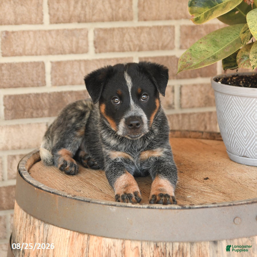 Australian Cattle Dog dogs Milo - Ad 2
