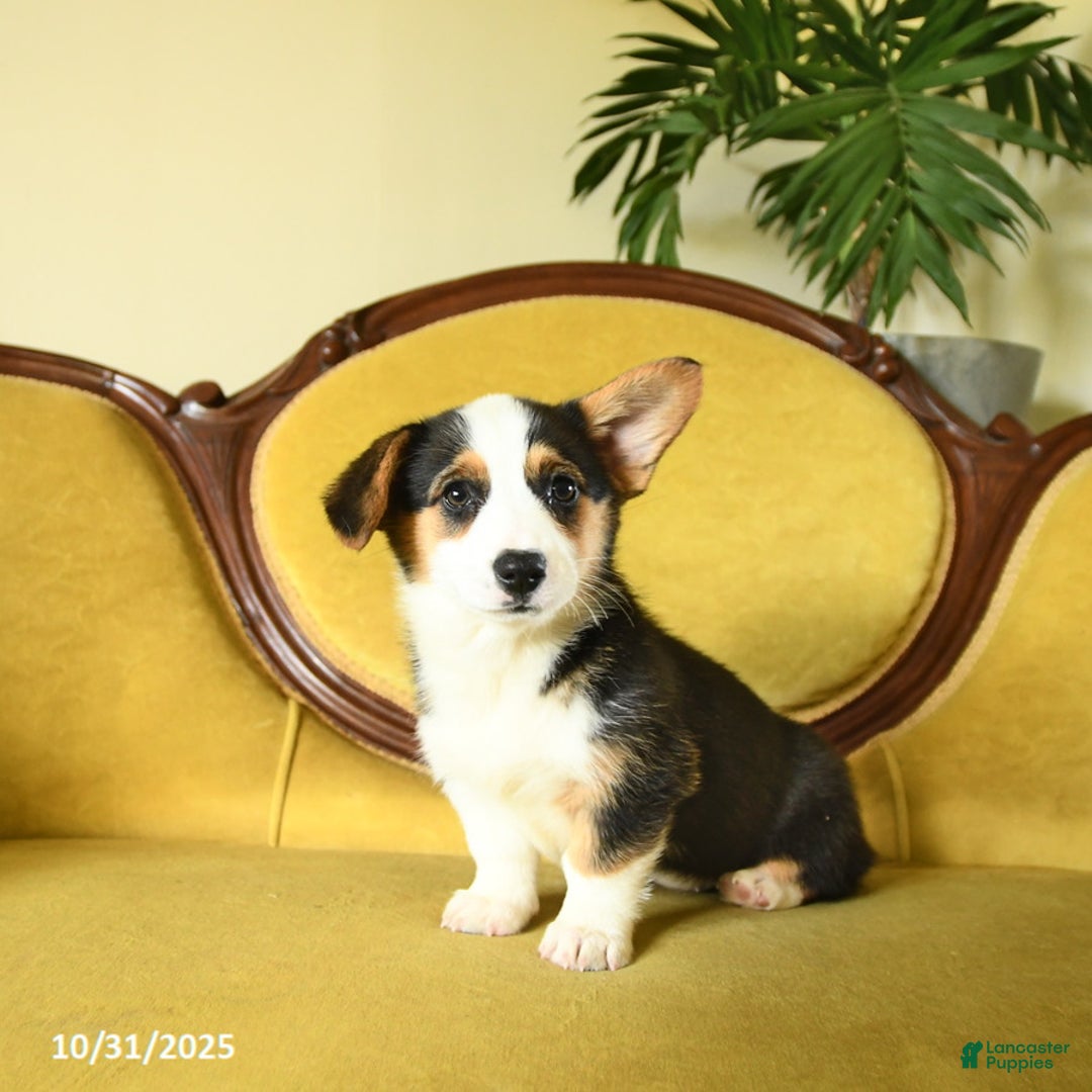 Welsh Corgi Pembroke dogs for sale: Nickle  - Ad 13
