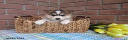 Pomsky dogs for sale: Buddy - Ad 1