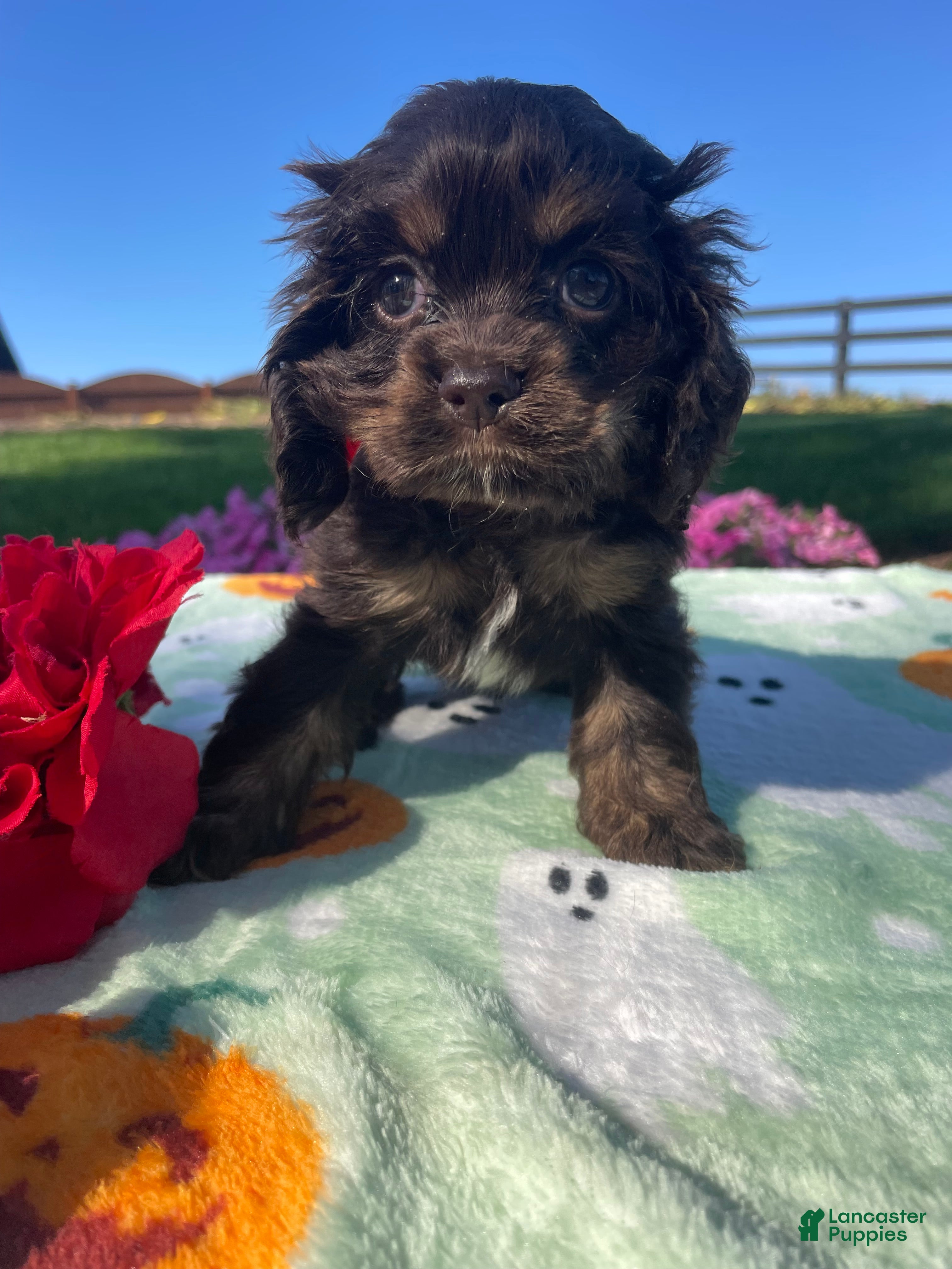Cocker Spaniel dogs Lady - Ad 1