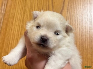 Pomeranian dogs Biscuit - Ad 6