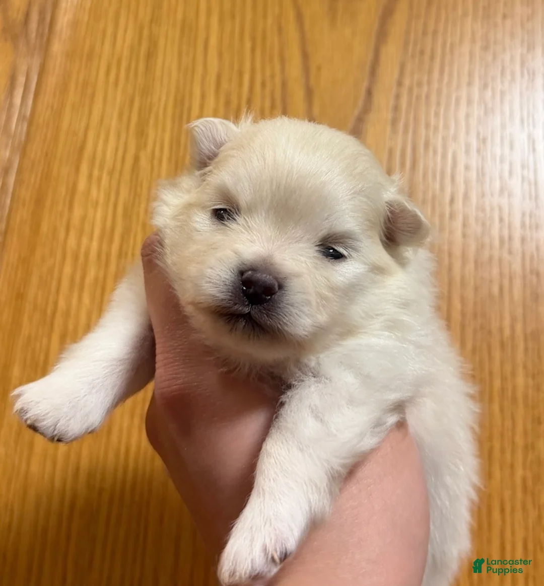 Pomeranian dogs for sale: Biscuit  - Ad 12