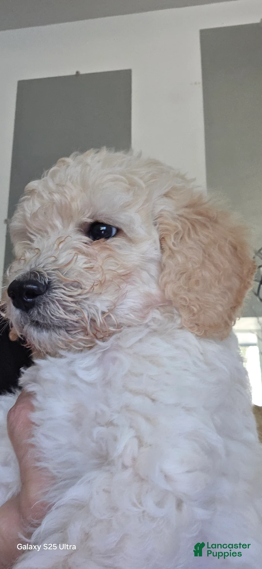 Mini Goldendoodle dogs for sale: Mini Goldendoodle 5 - Ad 1
