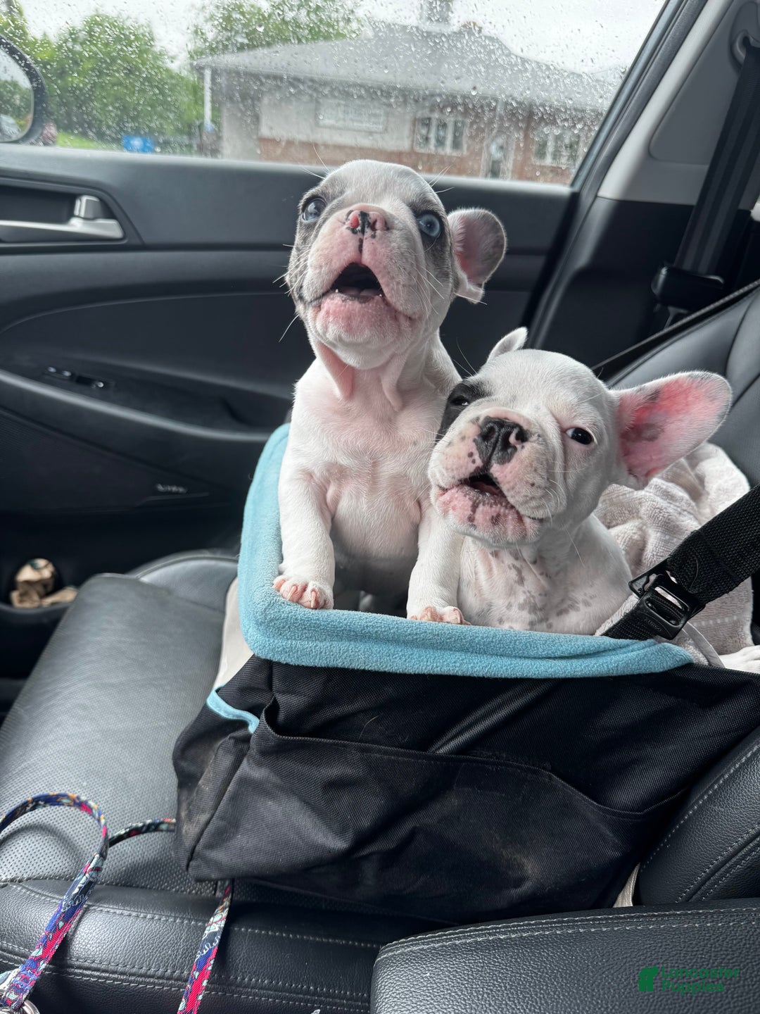 French Bulldog dogs for sale: French Bulldog Puppy 2 “Whisp” - Ad 1