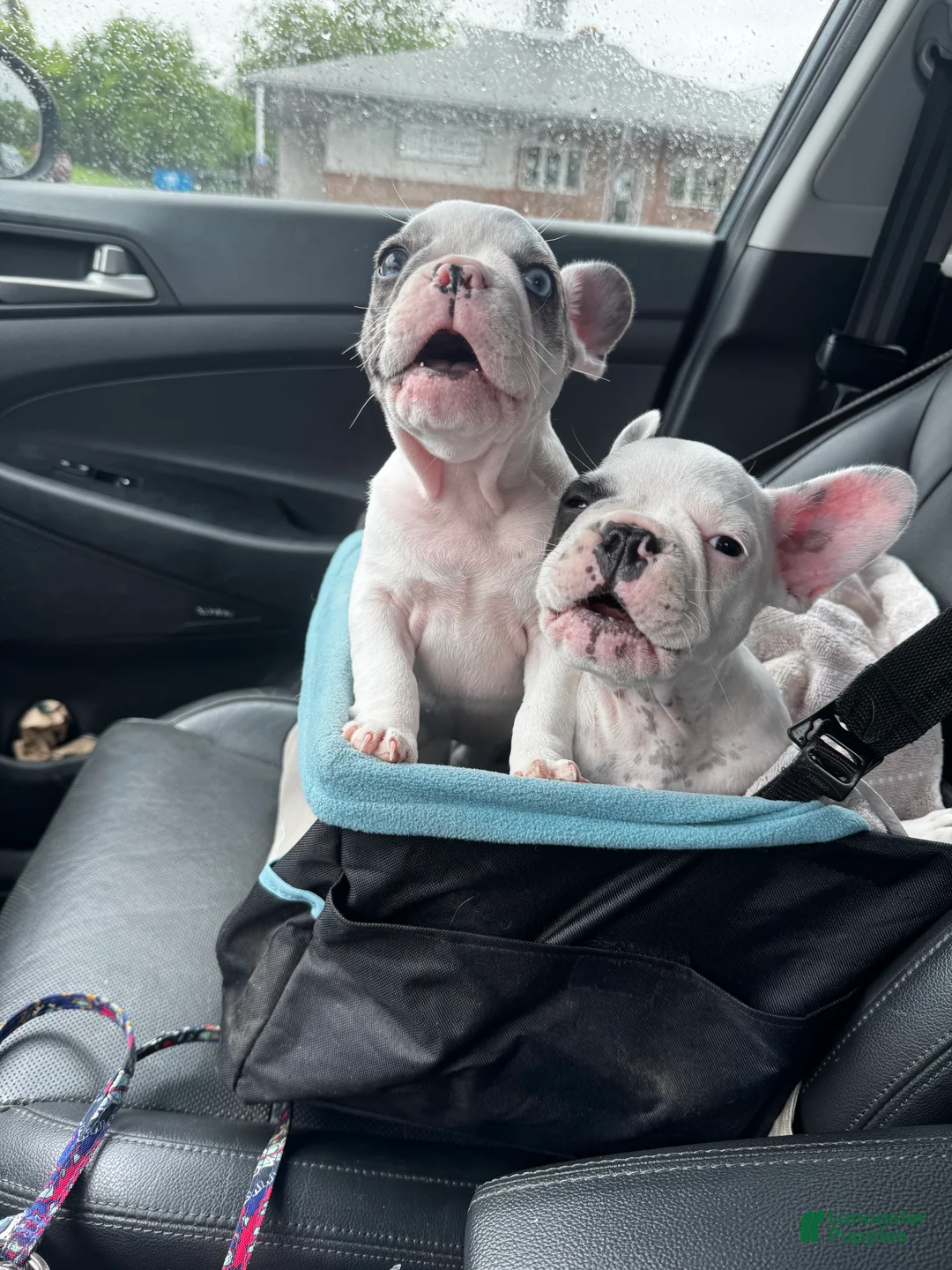 French Bulldog dogs for sale: French Bulldog Puppy 2 “Whisp” - Ad 2