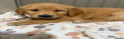 Golden Retriever dogs for sale: Yellow collar  - Ad 2