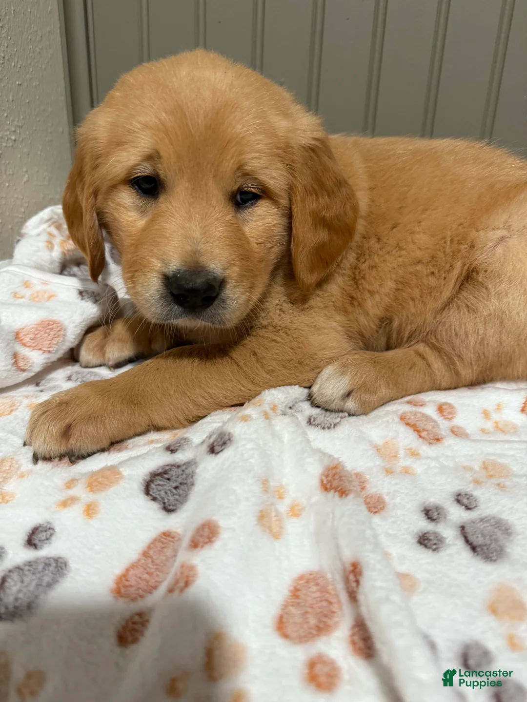 Golden Retriever dogs for sale: Yellow collar  - Ad 2