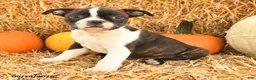 Boston Terrier dogs for sale: Ralph - Ad 4