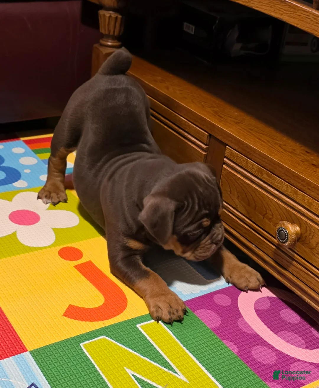 Olde English Bulldogge dogs for sale: Cookie  - Ad 4