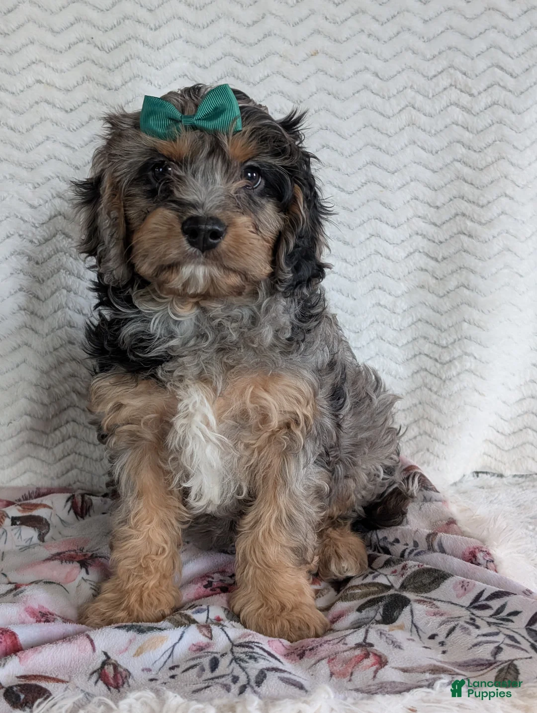 Cavapoo dogs for sale: Bluey - Ad 6