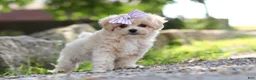 Maltipoo dogs for sale: Poppie - Ad 3