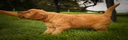 Golden Retriever dogs for sale: Hunter💙 - Ad 17