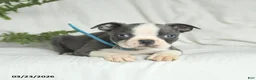 Boston Terrier dogs for sale: Chase - Ad 4