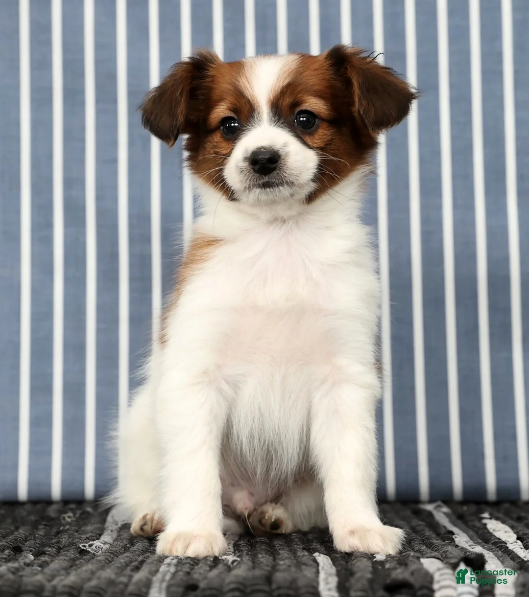 Papillon dogs for sale: Mason - Ad 7