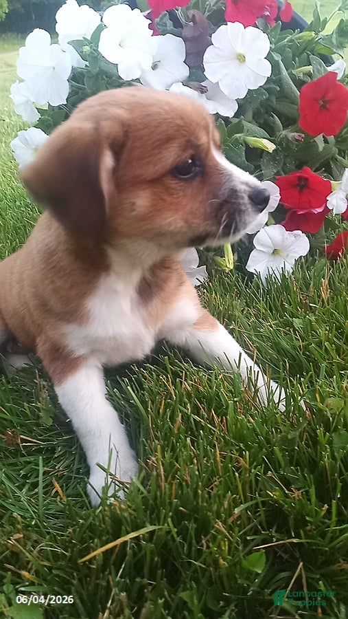 Mixed Breed dogs for sale: Shirley - Ad 4