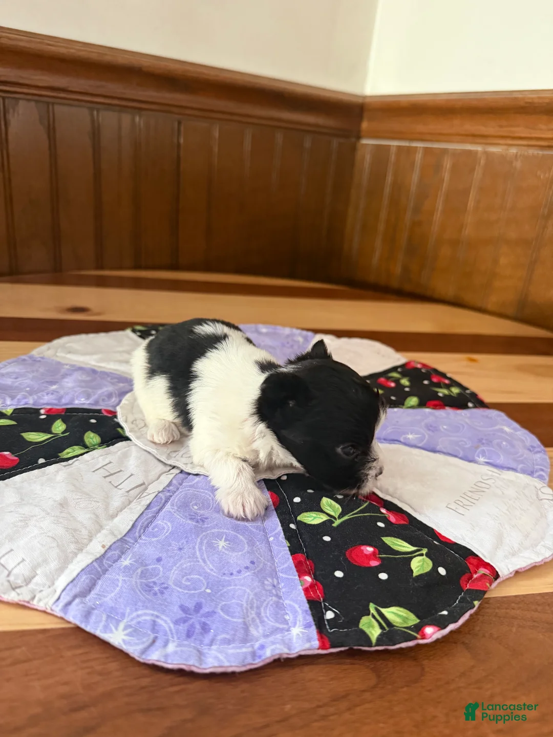 Yorkshire Terrier dogs for sale: Yorkshire Terrier Puppy 1 - Ad 3