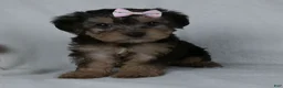 Yorkiepoo dogs for sale: Goldie - Ad 1