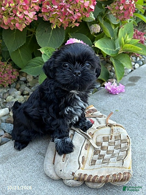 Shih Tzu dogs for sale: Kipp - Ad 2