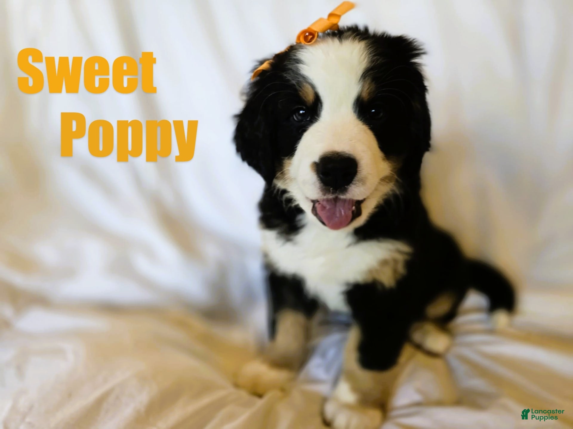 Bernese Mountain Dog Puppies for sale in Utah Lancaster Puppies