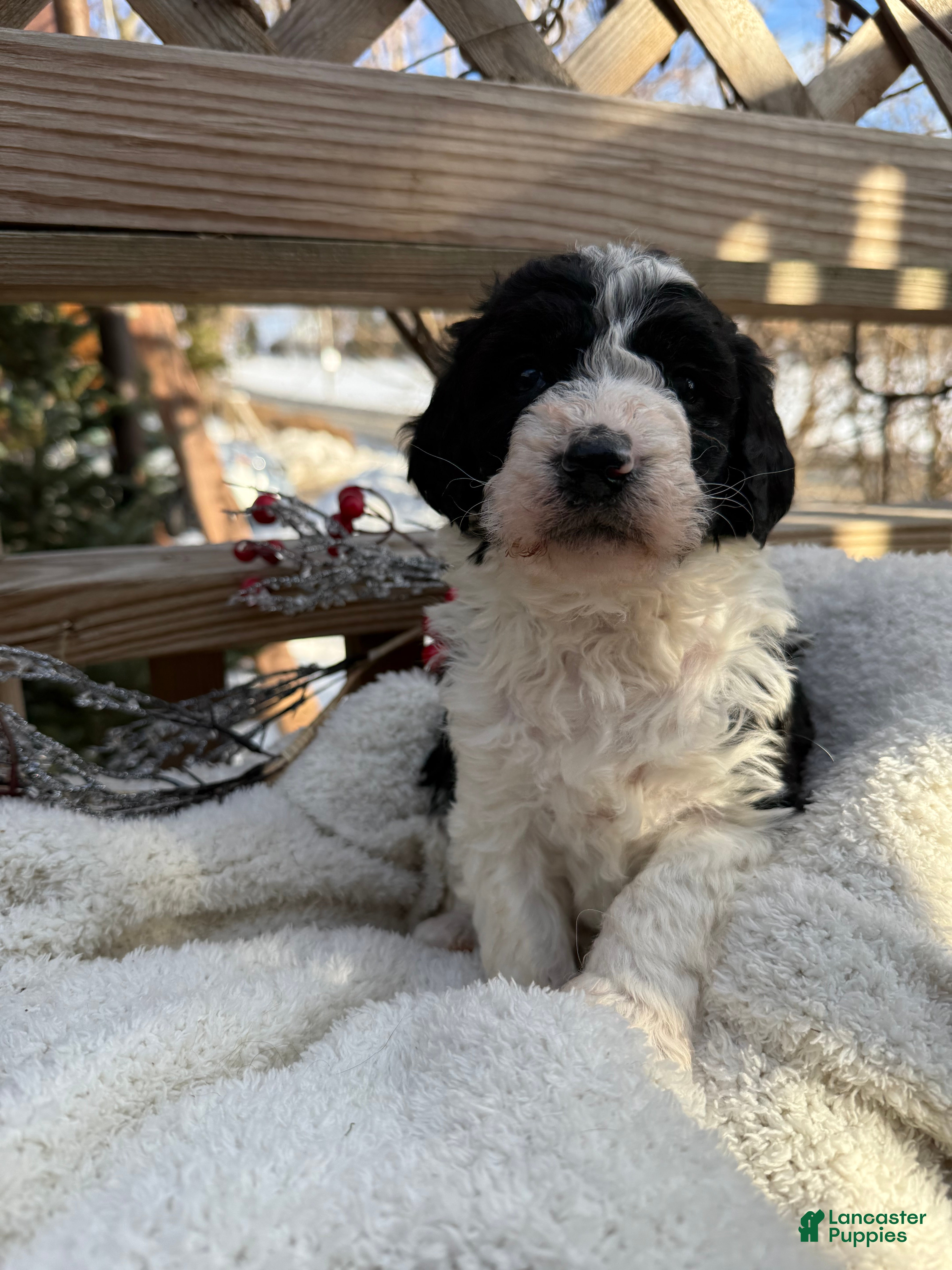 Mixed Breed dogs Ace - Ad 1