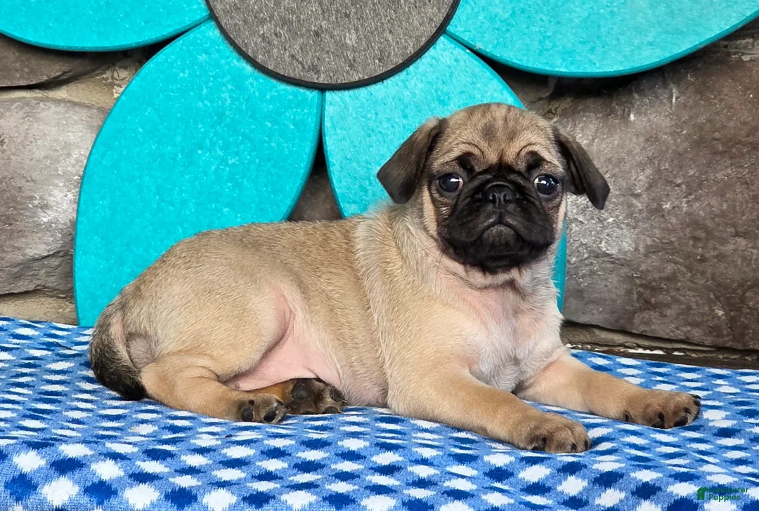Pug dogs for sale: Bailey - Ad 6