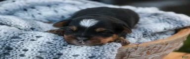 Toby Yorkshire Terrier 