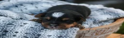 Yorkshire Terrier dogs for sale: Toby Yorkshire Terrier  - Ad 1