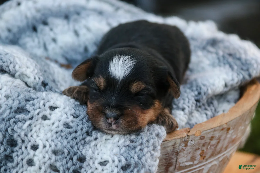 Yorkshire Terrier dogs for sale: Toby Yorkshire Terrier  - Ad 1