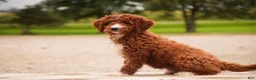 Cavapoo dogs for sale: Rory Cavapoo  - Ad 10