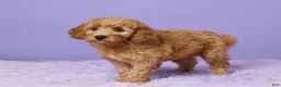 Mini Goldendoodle dogs for sale: Hazel - Ad 5