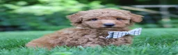 Mini Goldendoodle dogs for sale: Oscar - Ad 5