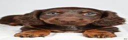 Miniature Dachshund dogs for sale: Kendra - Ad 6