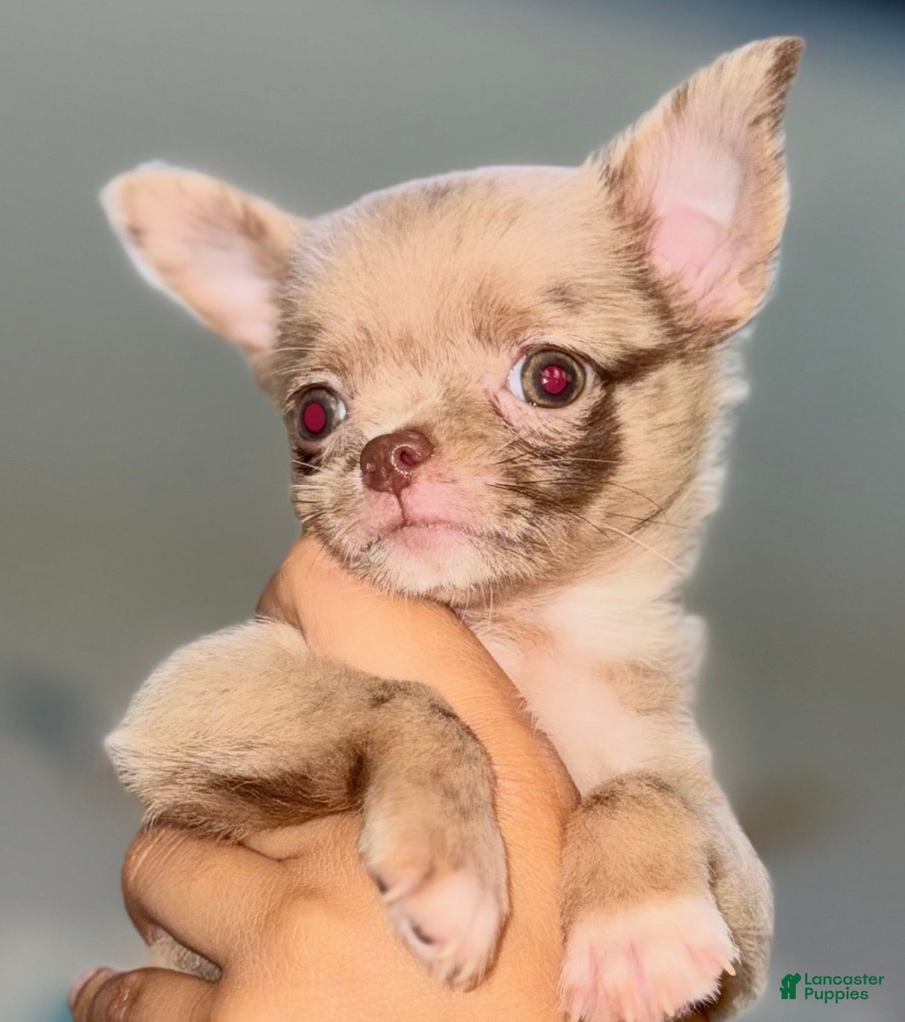 Chihuahua dogs Merle  - Ad 1