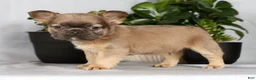 French Bulldog dogs for sale: Nick - Ad 3