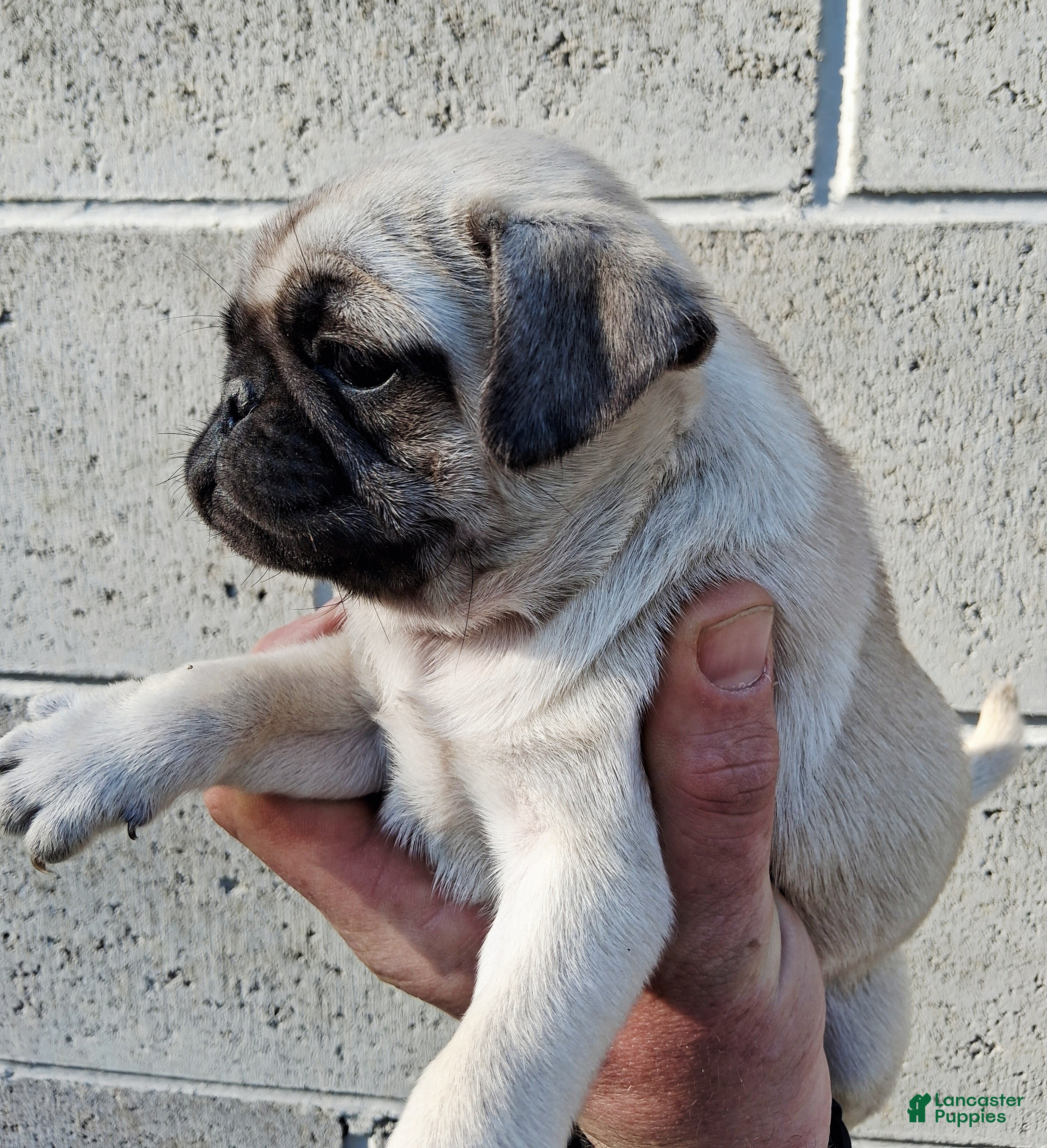 Pug dogs Darla - Ad 2