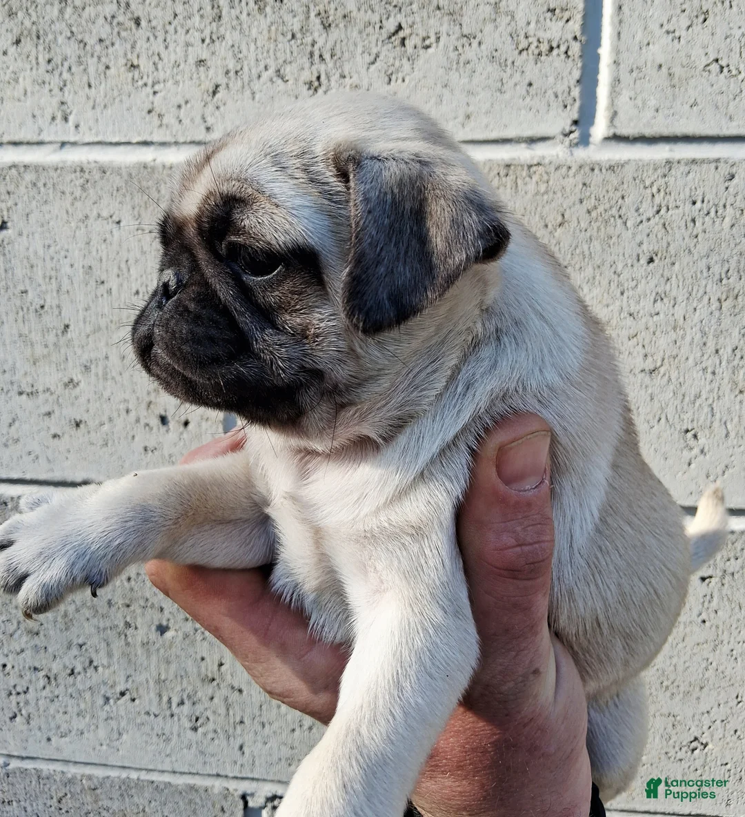 Pug dogs for sale: Darla - Ad 2