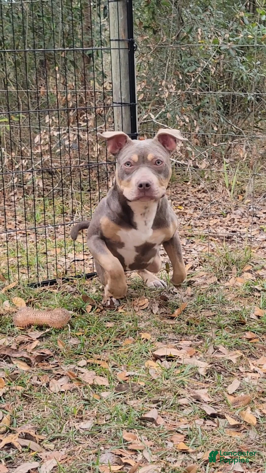 American Bully dogs for sale: Gal - Ad 5