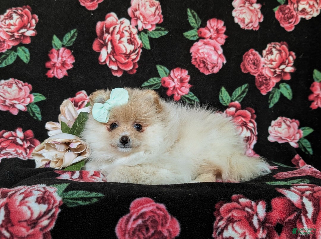Pomeranian dogs for sale: Dustee - Ad 4