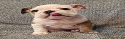English Bulldog dogs for sale: Adrian - Ad 1