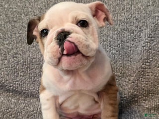 English Bulldog dogs Adrian - Ad 4